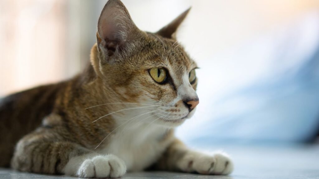 Funny Food Names for Cats